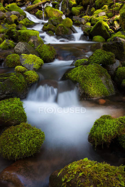 Arroyo de la ladera selva tropical — Stock Photo