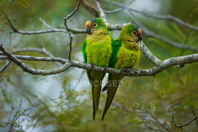 Coppia di pappagalli dalla fronte pesca — Foto stock