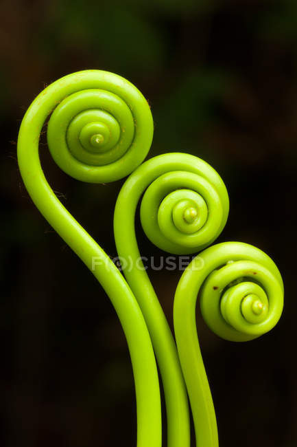 Vista de fiddleheads verdes — Fotografia de Stock