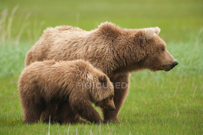 Urso castanho com filhote — Fotografia de Stock