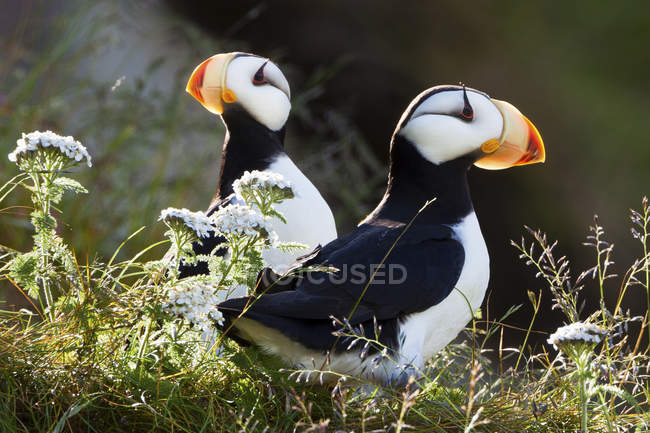 Pair of horned puffins — Stock Photo