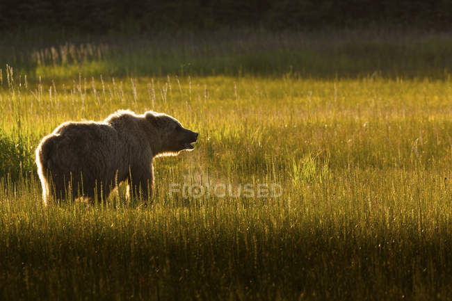 Brown bear roaring — Stock Photo