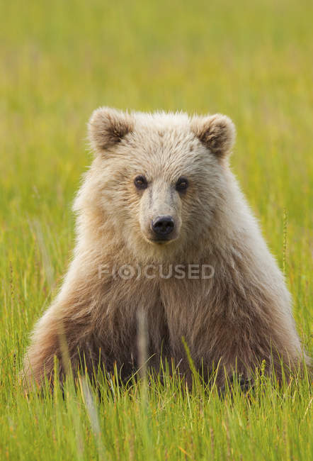 Бурый медведь в зеленой траве — стоковое фото