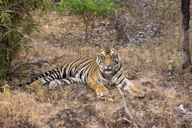Тигр лежить на сухій траві — стокове фото