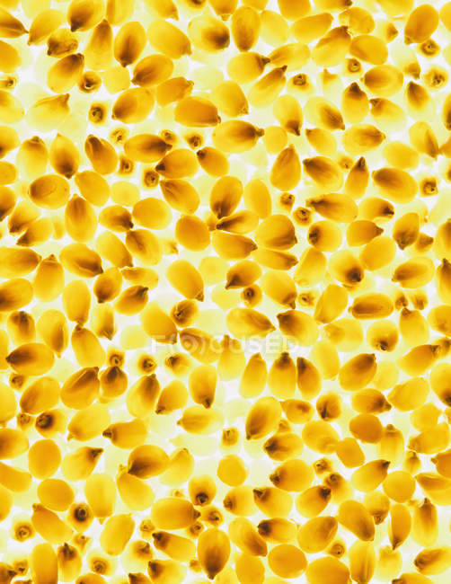 Modèle de grains de maïs soufflé — Photo de stock