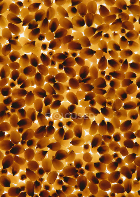 Modèle de grains de maïs soufflé — Photo de stock