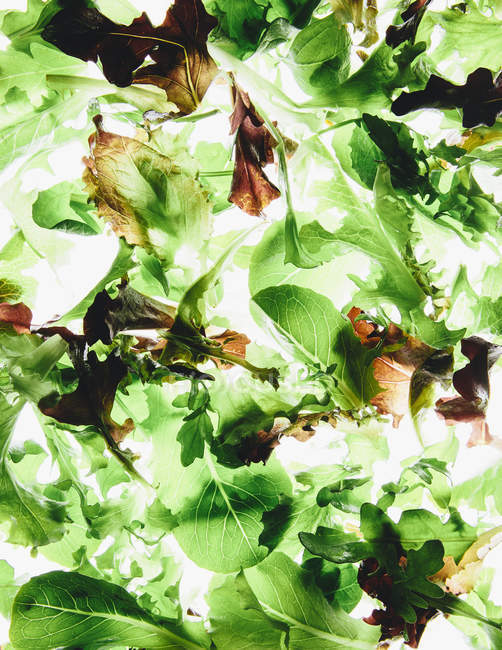 Organic mixed salad greens — Stock Photo