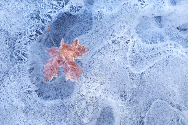 Red leaf frozen in ice — Stock Photo