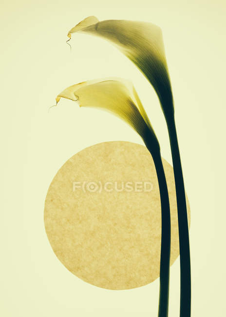 Flores de lirio de calla y círculo - foto de stock