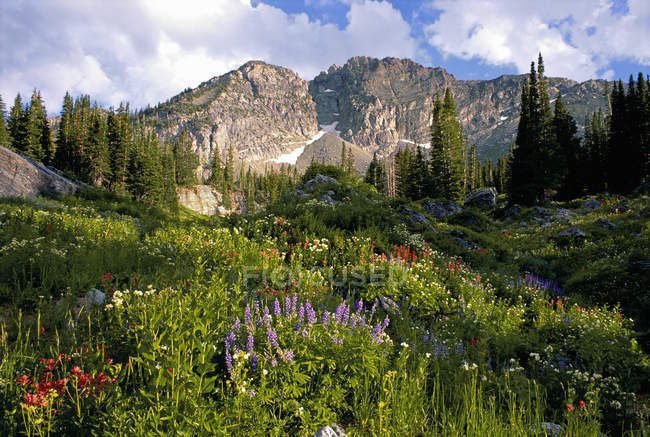 Flores selvagens na grama em montanhas — Fotografia de Stock
