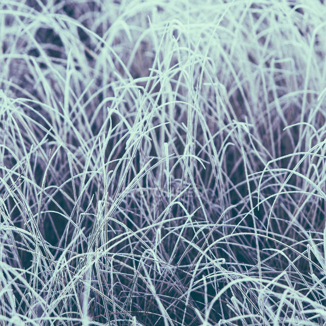 Herbe gelée couverte — Photo de stock