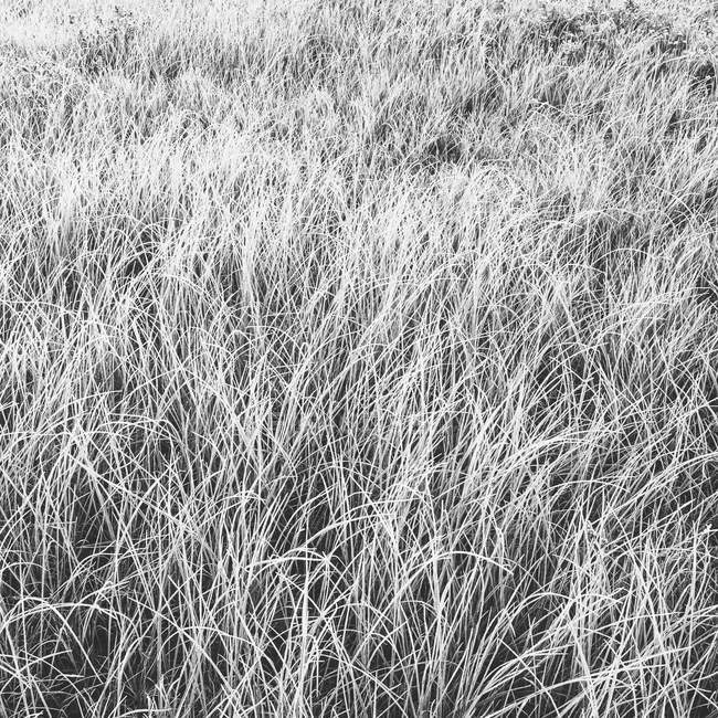 Gelo coperto erba — Foto stock