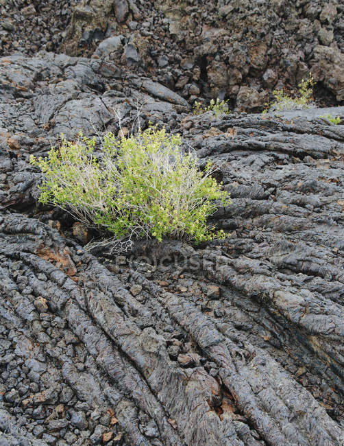 Plante verte poussant parmi les roches — Photo de stock