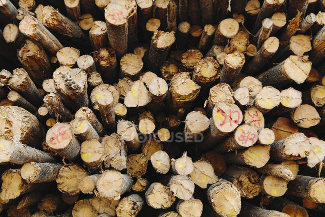 Stack of cut timber logs — Stock Photo