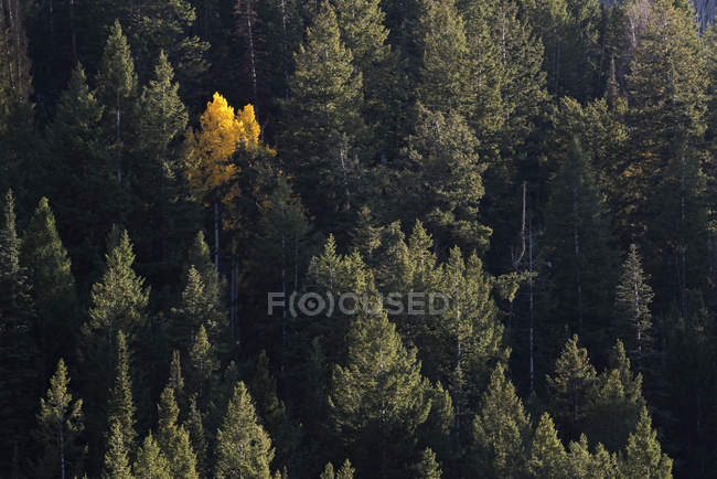 Gelber Baum zwischen Kiefern — Stockfoto