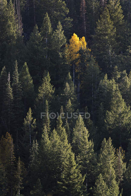 Yellow tree among pine trees — Stock Photo