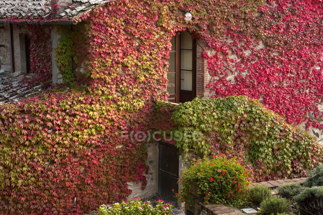 Ivy growing on wall — Stock Photo