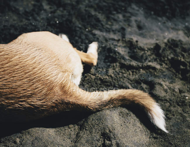 Vista cortada do cão descansando na praia . — Fotografia de Stock