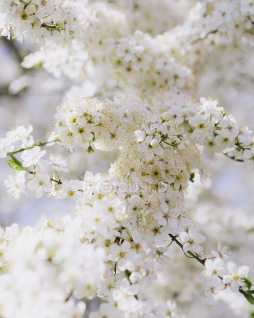 Primer plano de flores blancas y espumosas de cerezo . - foto de stock