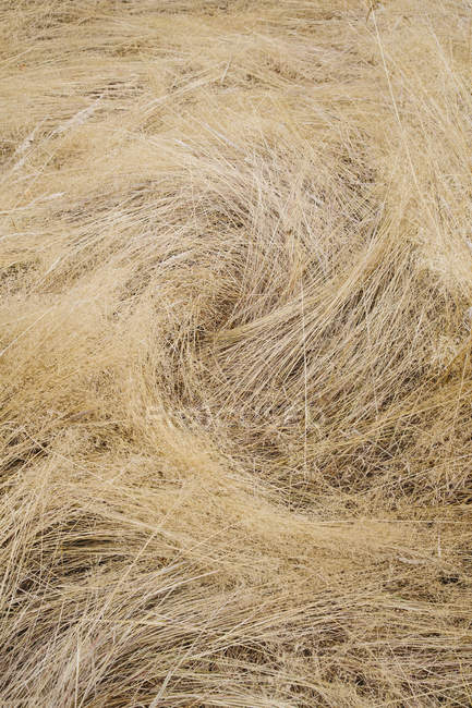 Длинная сухая трава на лугу, полный каркас . — стоковое фото
