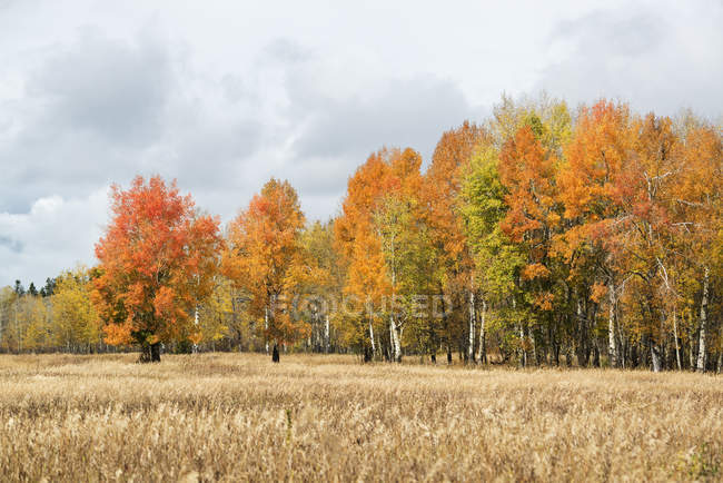 Follaje otoñal sobre árboles en paisaje rural abierto
. - foto de stock