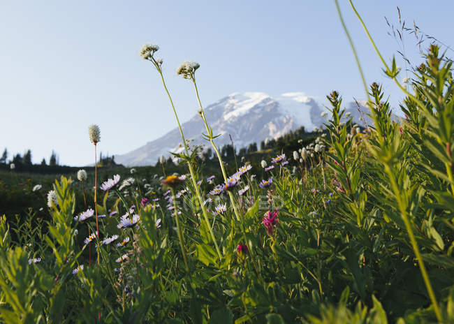 Pradera de flores silvestres con el Monte Rainier en el parque nacional en Washington, EE.UU. - foto de stock