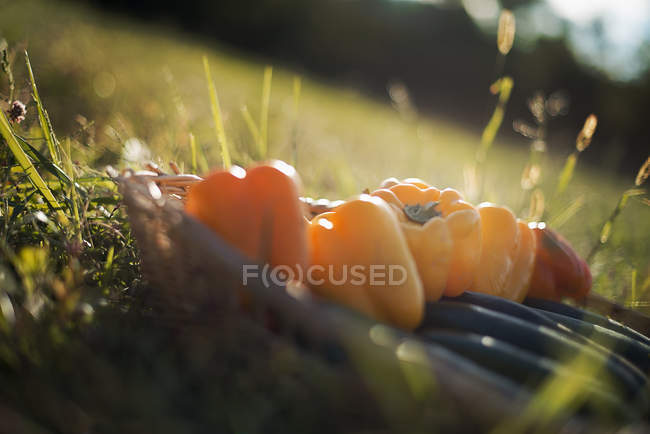 Courgettes et poivrons jaunes et rouges dans le panier dans un champ ensoleillé . — Photo de stock
