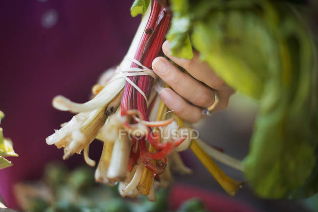 Close-up of female hand holding handful of freshly picked rhubarbs. — Stock Photo