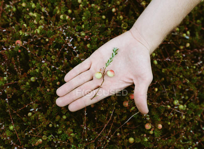 Young man working holding unripe cranberry crops. — Stock Photo