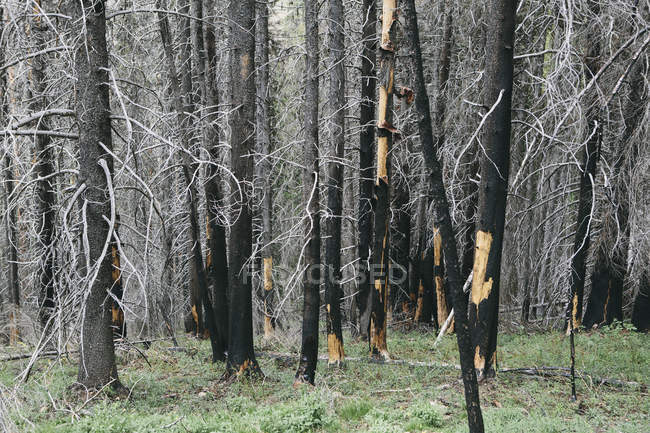 Recupero della foresta dopo gli incendi nella foresta nazionale di Wenatchee a Washington . — Foto stock