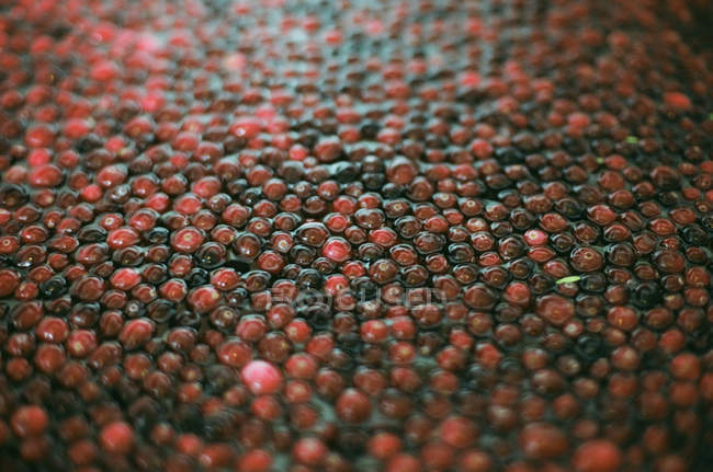 Cranberry vermelho bagas culturas embebido em água, close-up . — Fotografia de Stock