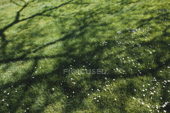 Saftig grüner Rasen mit Schatten spendenden Bäumen. — Stockfoto