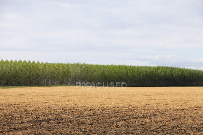 Plantação de choupos em viveiro de arboricultura em Oregon, EUA — Fotografia de Stock