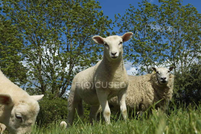 Sheep grazing in field in countryside. — Stock Photo