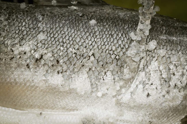 Close-up de escamas de peixe fresco . — Fotografia de Stock