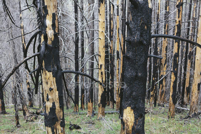 Recovering forest after fire damage in Wenatchee national forest in Washington. — Stock Photo