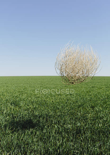 Tumbleweed soufflant à travers le champ vert de cultures de blé dans les terres agricoles
. — Photo de stock