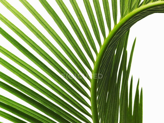 Hoja de palma verde brillante con costilla central y hojas pareadas, primer plano
. - foto de stock
