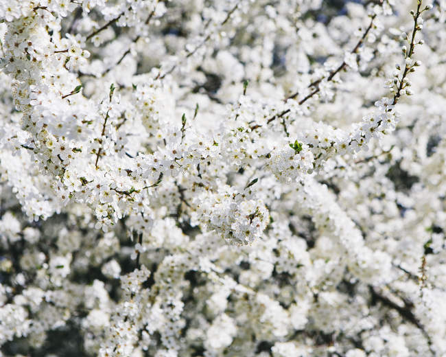 Primo piano di bianchi fiori di ciliegio schiumosi . — Foto stock