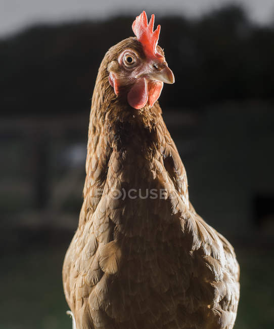 Pollo con plumas marrones y peine rojo . - foto de stock