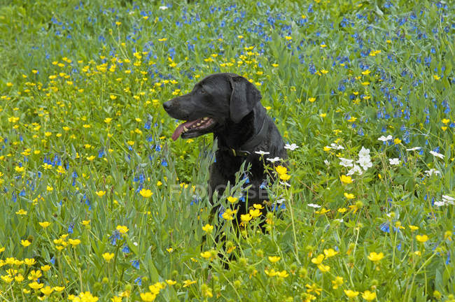 Black labrador retriever dog sitting in meadow with yellow wild flowers. — Stock Photo