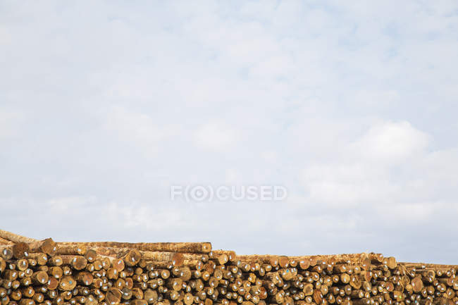 Stapeln frisch gefällter Baumstämme vor blauem Himmel. — Stockfoto