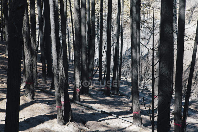 Відновлення лісу після пожежі ушкодження в Веначі Національної лісової у Вашингтоні. — стокове фото