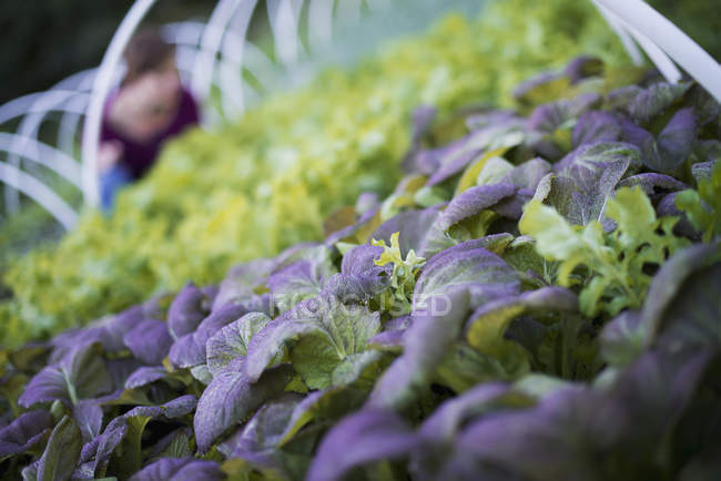 Folhas roxas e agricultor trabalhando entre plantas verdes em jardim orgânico . — Fotografia de Stock