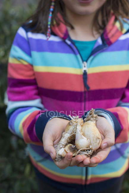 Vista recortada de niña de edad elemental sosteniendo bulbos de plantas en las manos ahuecadas . - foto de stock