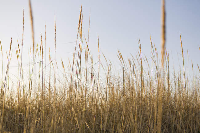 Primer plano de la hierba de dunas barrida por el viento en el prado natural . - foto de stock