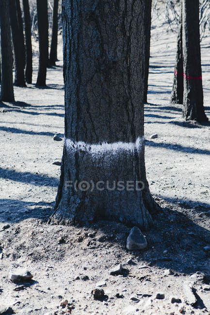 Marca en el tronco del árbol en el bosque después de daños por incendio . - foto de stock