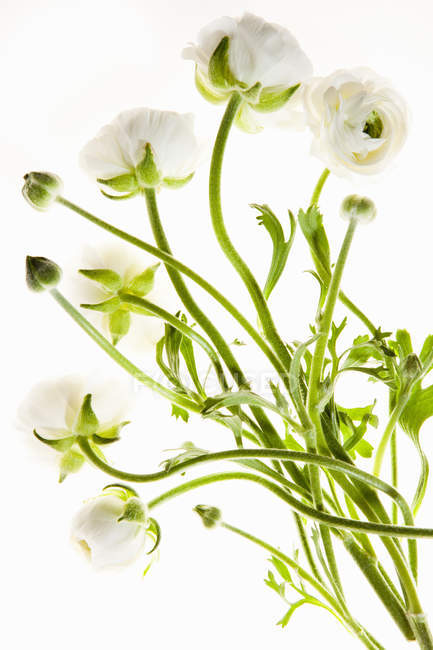Flores delicadas com hastes finas longas no fundo branco . — Fotografia de Stock