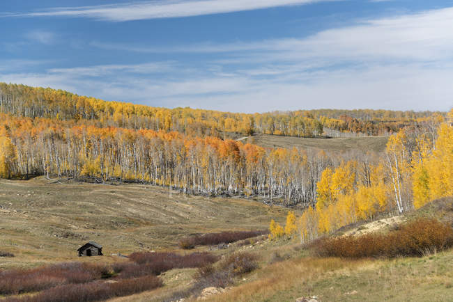 Álamos otoñales de Kolob Terrace and valley en Utah, Estados Unidos - foto de stock
