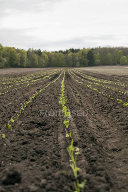 Open field with plowed soil and seedlings growing in rows. — Stock Photo